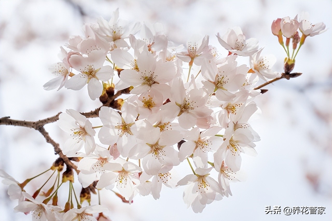 染井吉野樱图片(带你了解东京最正宗的樱花)