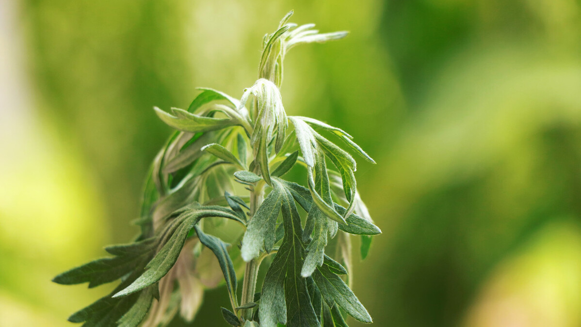 端午节不能问候“节日快乐”，有趣的习俗您还知道哪些？