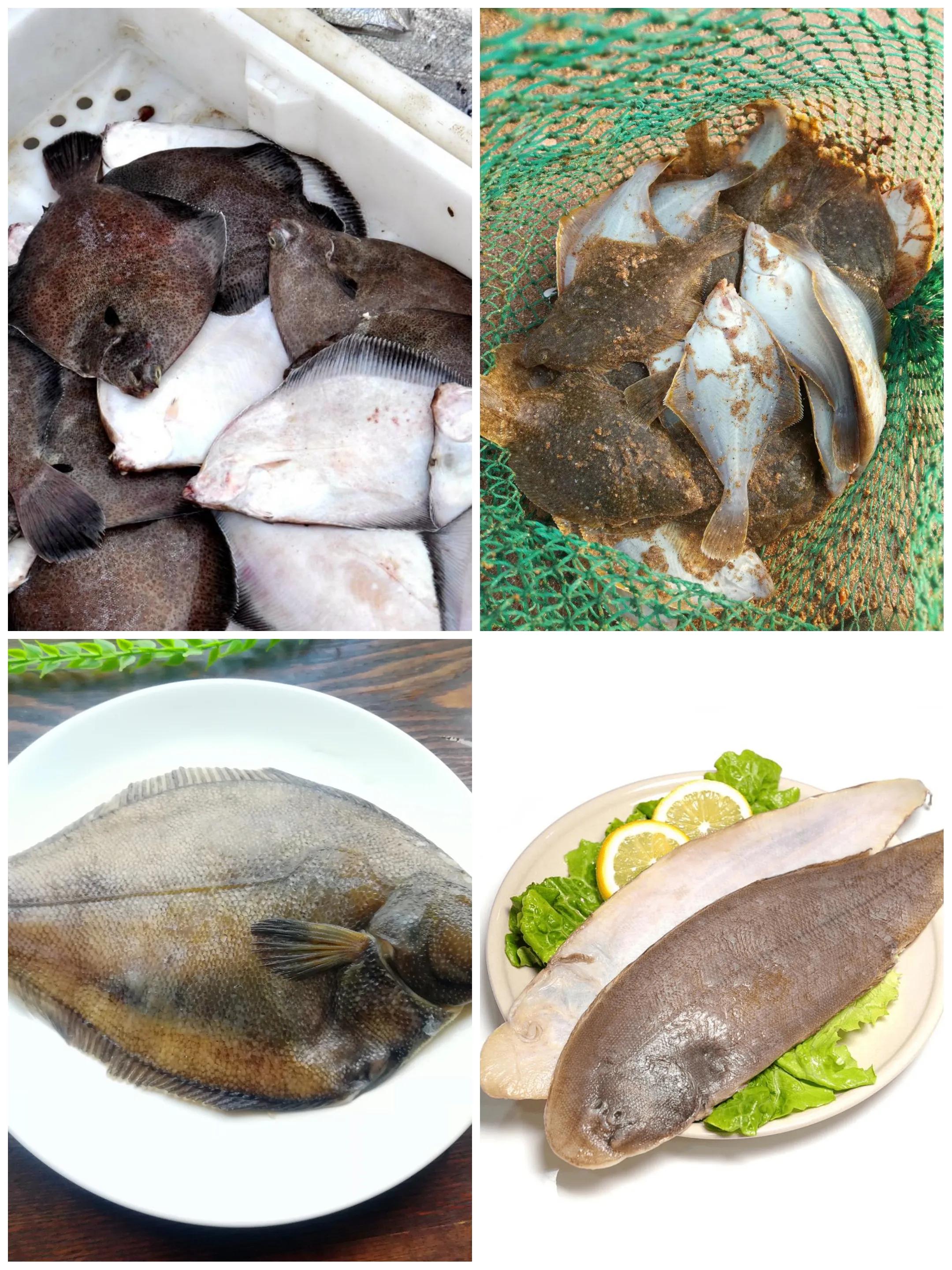 常吃的海鱼大全!请收藏,旅游能用上