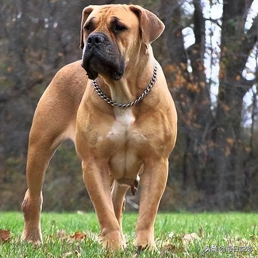 捷克狼犬多少錢一隻(世界十大禁犬) - 價格百科