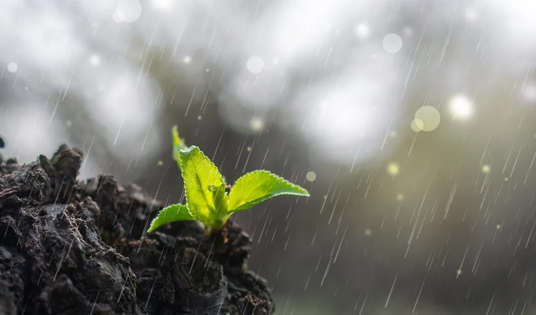 今日雨水|一场春雨,十里花开,许你岁月静好