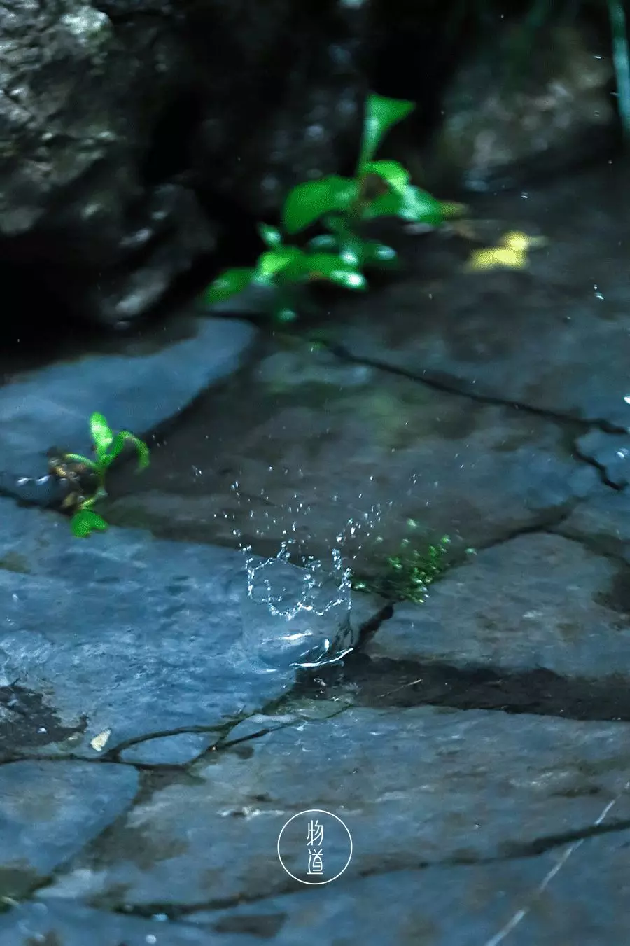 雨水：春雨至，万物生