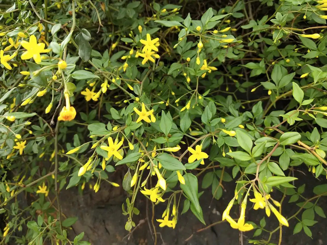开黄花的植物名称大全（这6种小黄花谁才是真正的迎春）