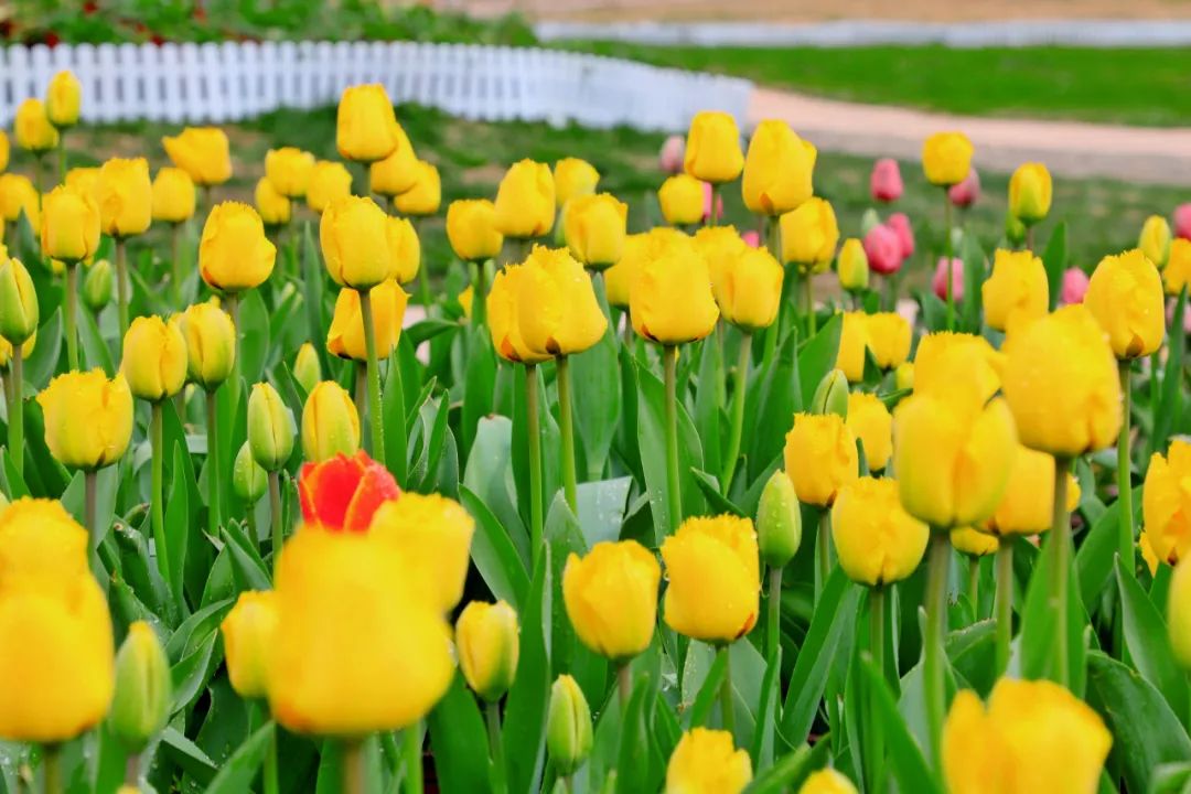 信阳的郁金香花已开了，赏踏春走起