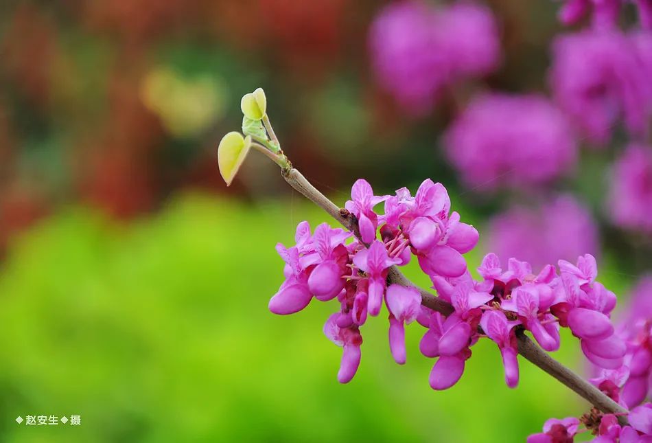 疫情挡不住春天的脚步，小编带你去看古城秦州的春暖花开