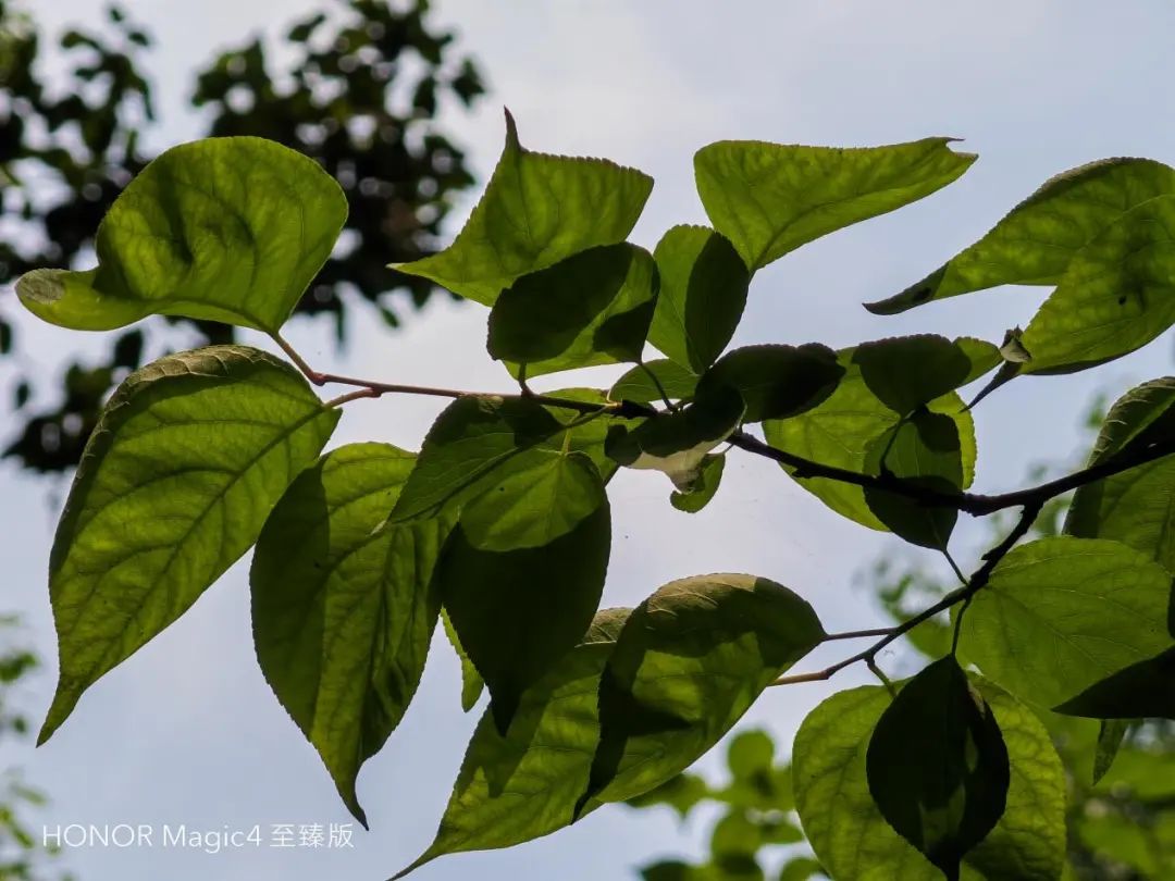 荣耀Magic4 至臻版测评：影像旗舰中的“傻瓜相机”
