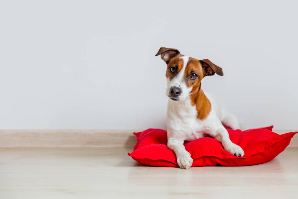知识分享：养一只狗需要多少钱？为啥我觉得养不起咧