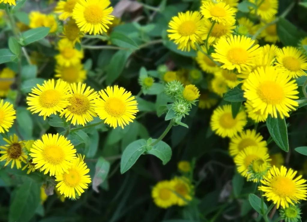 野菊花图片，美丽顽强的野菊花
