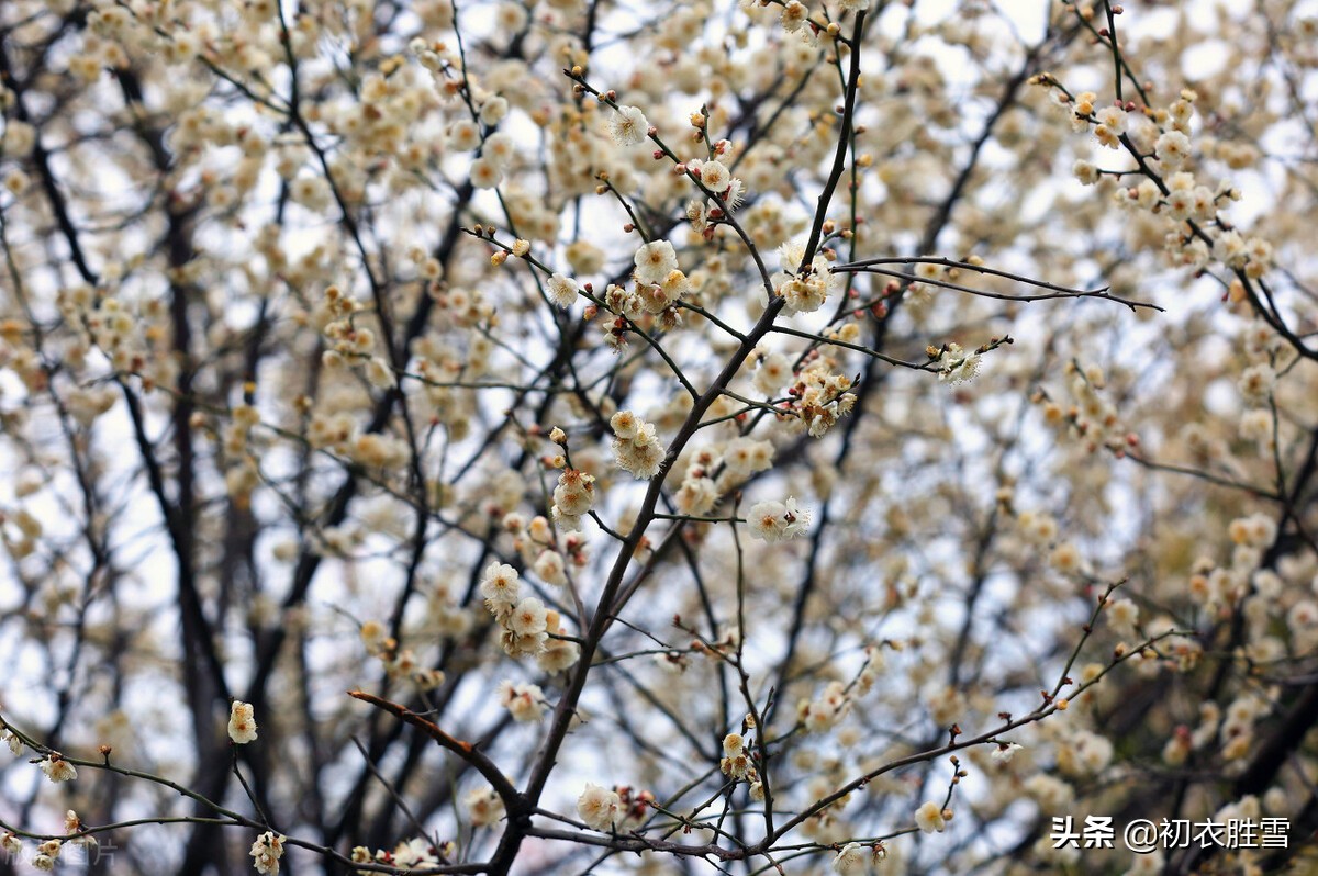 早春梅花花雪美诗五首：花边似雪回，只言花是雪，不悟有香来