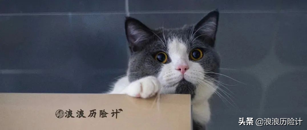宠物保险到底怎么买？