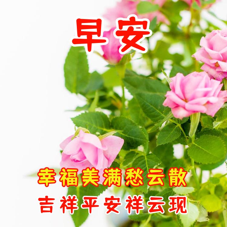 早上好祝福問候語 祝你幸福甜蜜 吉祥平安 天天看點