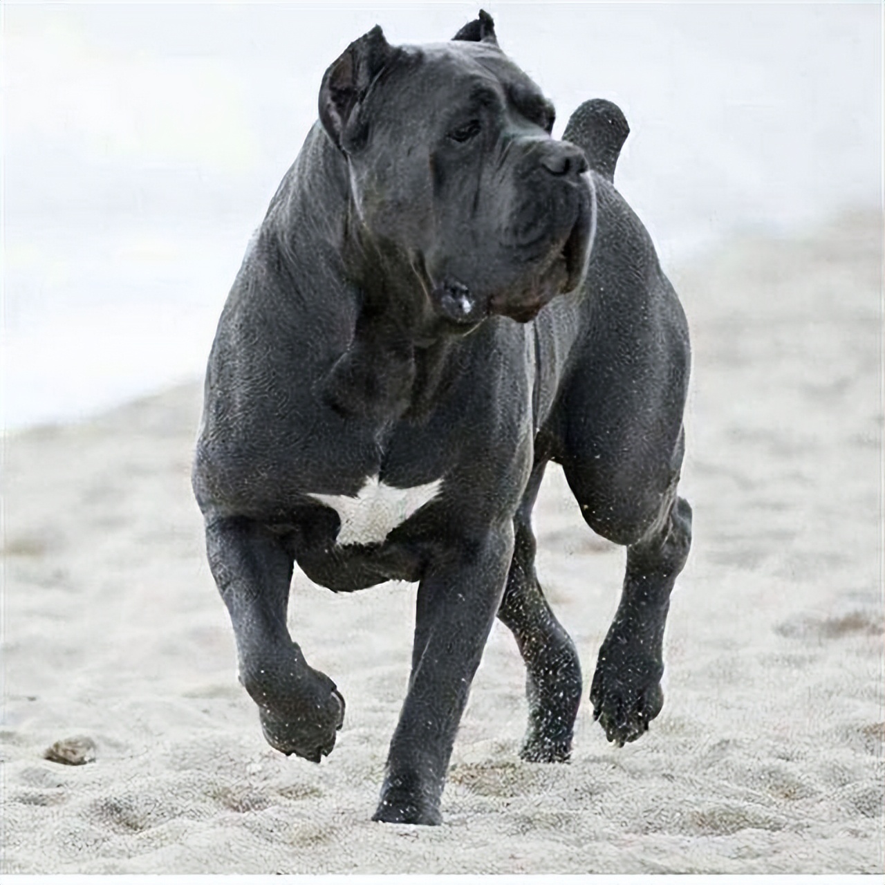 卡斯罗虽好,但终究躲不过这些"坑",难怪养的人少