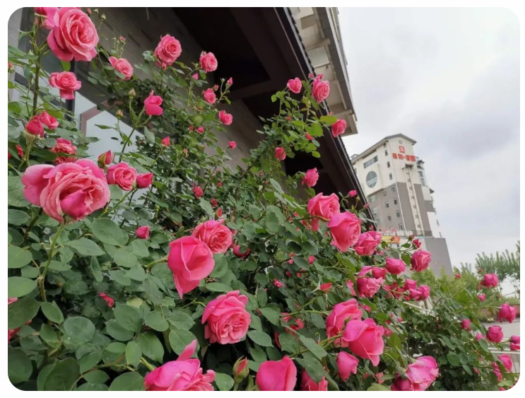 母亲节，生命中永远的温暖，泰和养老愿天下所有母亲幸福安康