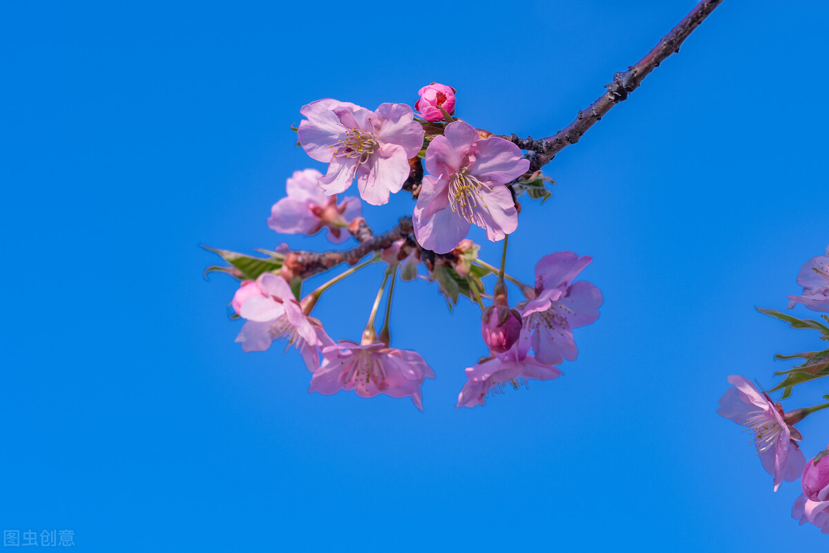 春暖花开，愿你有个好心情