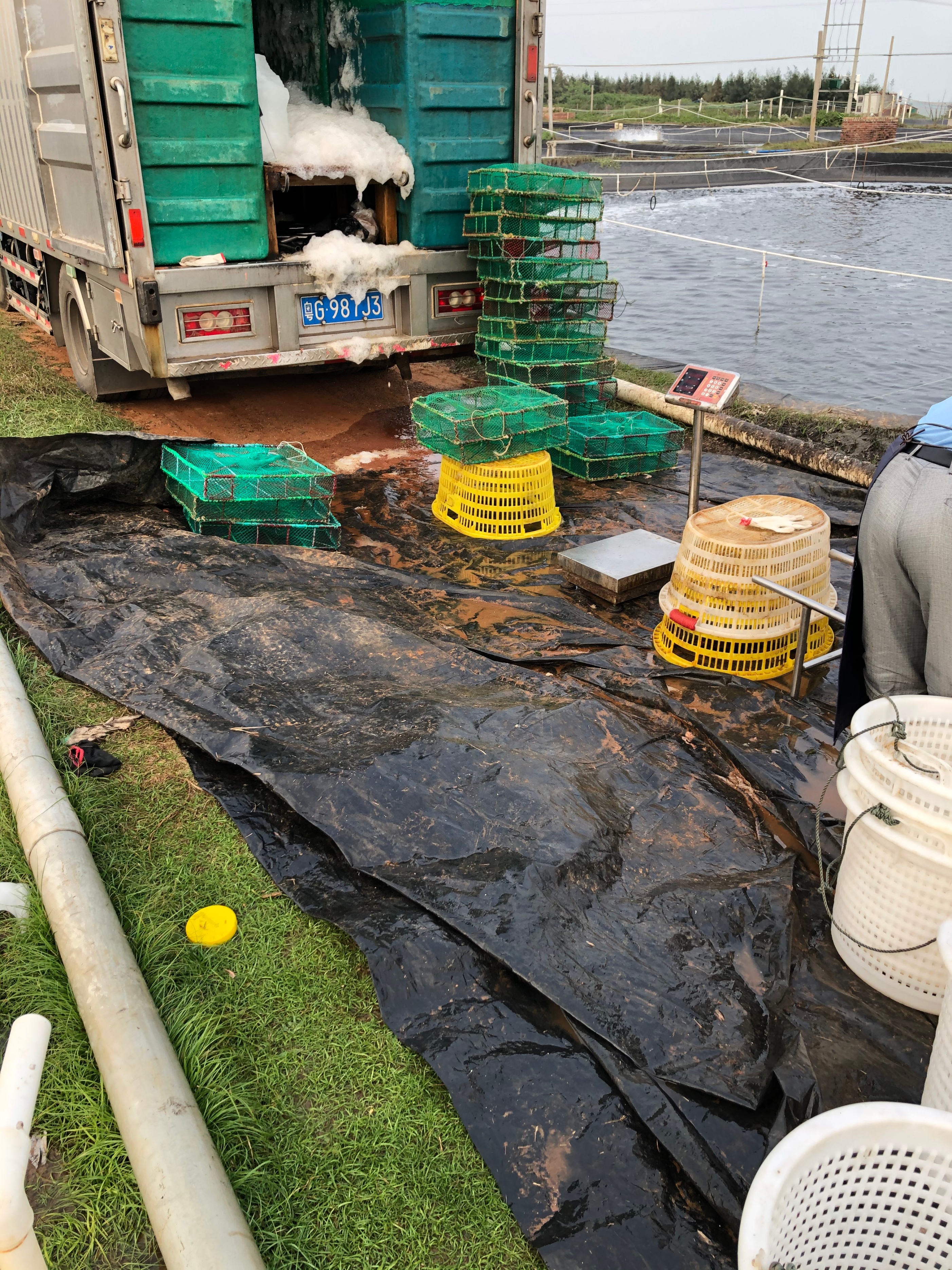 帆布池工厂化循环水养虾是哗众取宠还是未来养殖新宠