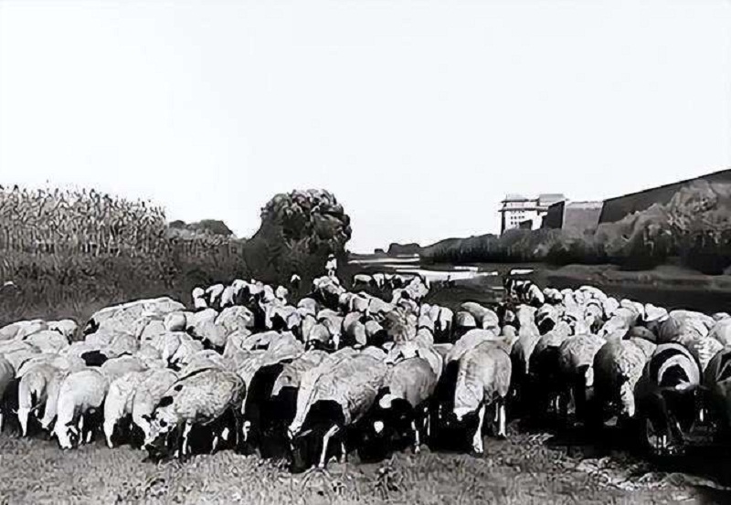 一个连名字都不会写的放羊老头，凭独门绝技成了警界顶尖追踪专家