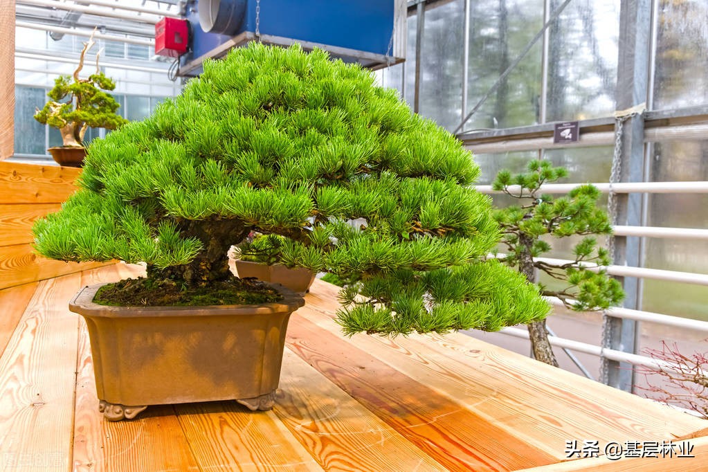 造型松树价格(一山黑松一山金) - 价格百科