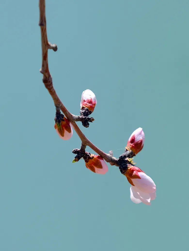 特色画刊 | 春风有信，花开有期，可克达拉的第一波花潮来袭