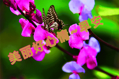 早上好动态表情包 早晨舒心愉快 心情漂亮如花 美好心情随着太阳升起图片