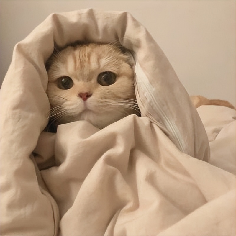 微信头像猫咪萌图片(可爱猫咪头像) - 赤虎壹号