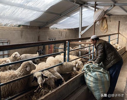 农村羊舍筒易搭建图片图片