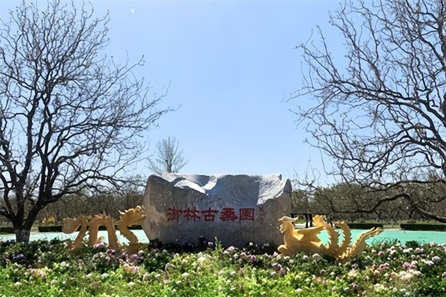 国风牡丹节 慢文化之旅 | 大兴安定御林古桑园媒体品鉴会圆满落幕