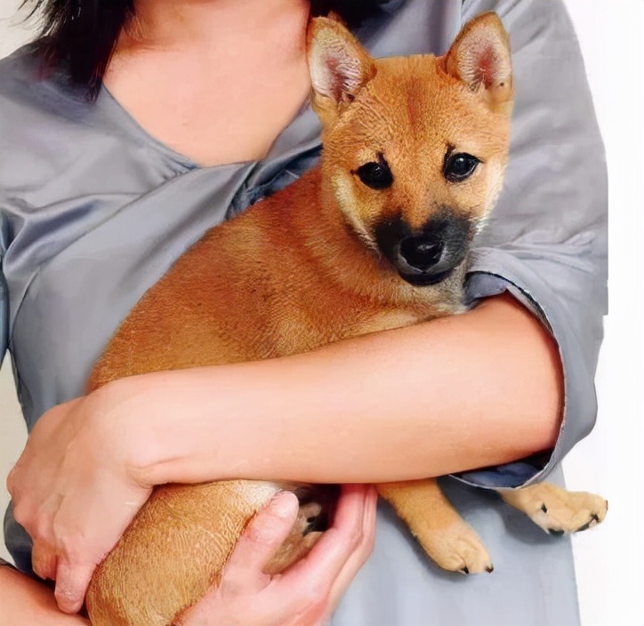 正确&错误的抱狗狗姿势,铲屎官要知道