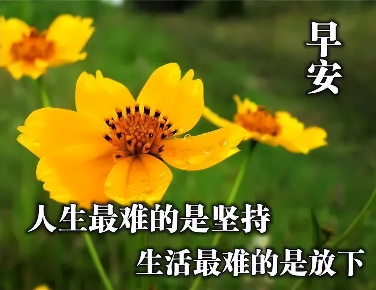 最新早上好表情包 早安问候语今日更新 面对生活的困境，想办法解决图片