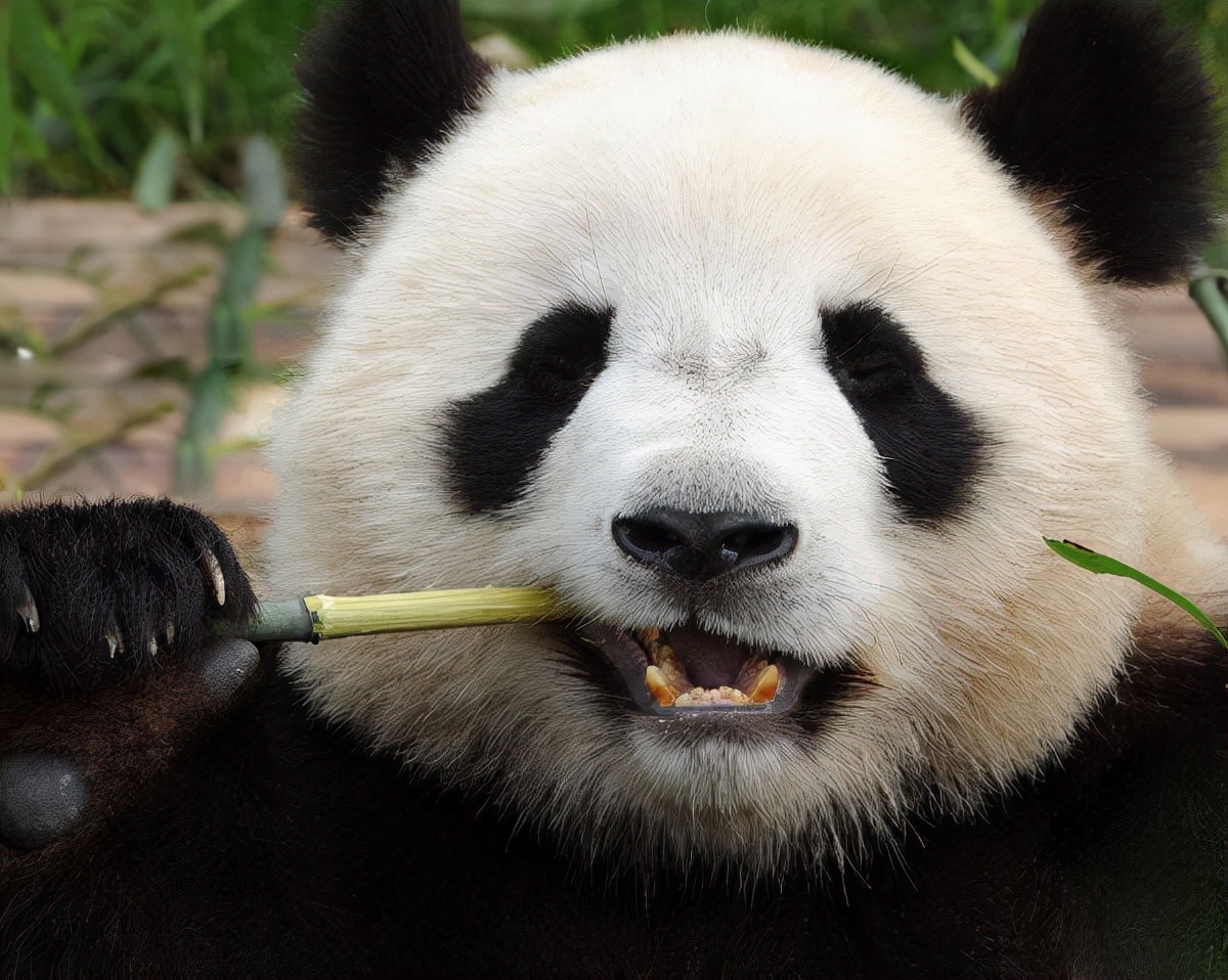大熊猫到底是熊科动物还是猫科动物呢？