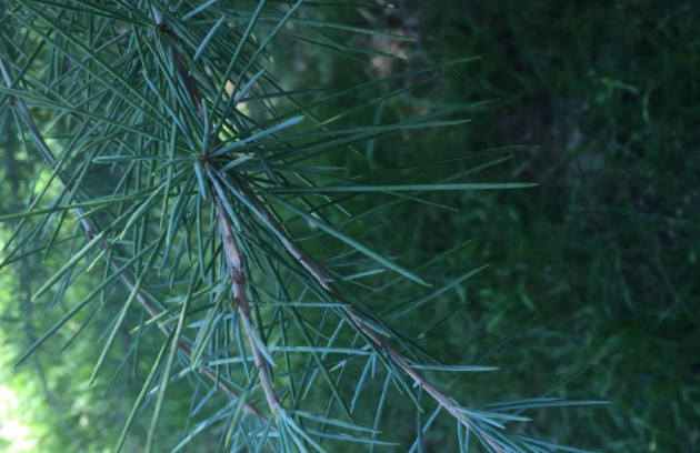 辽东山区主要树种叶片叶绿素日变化规律研究