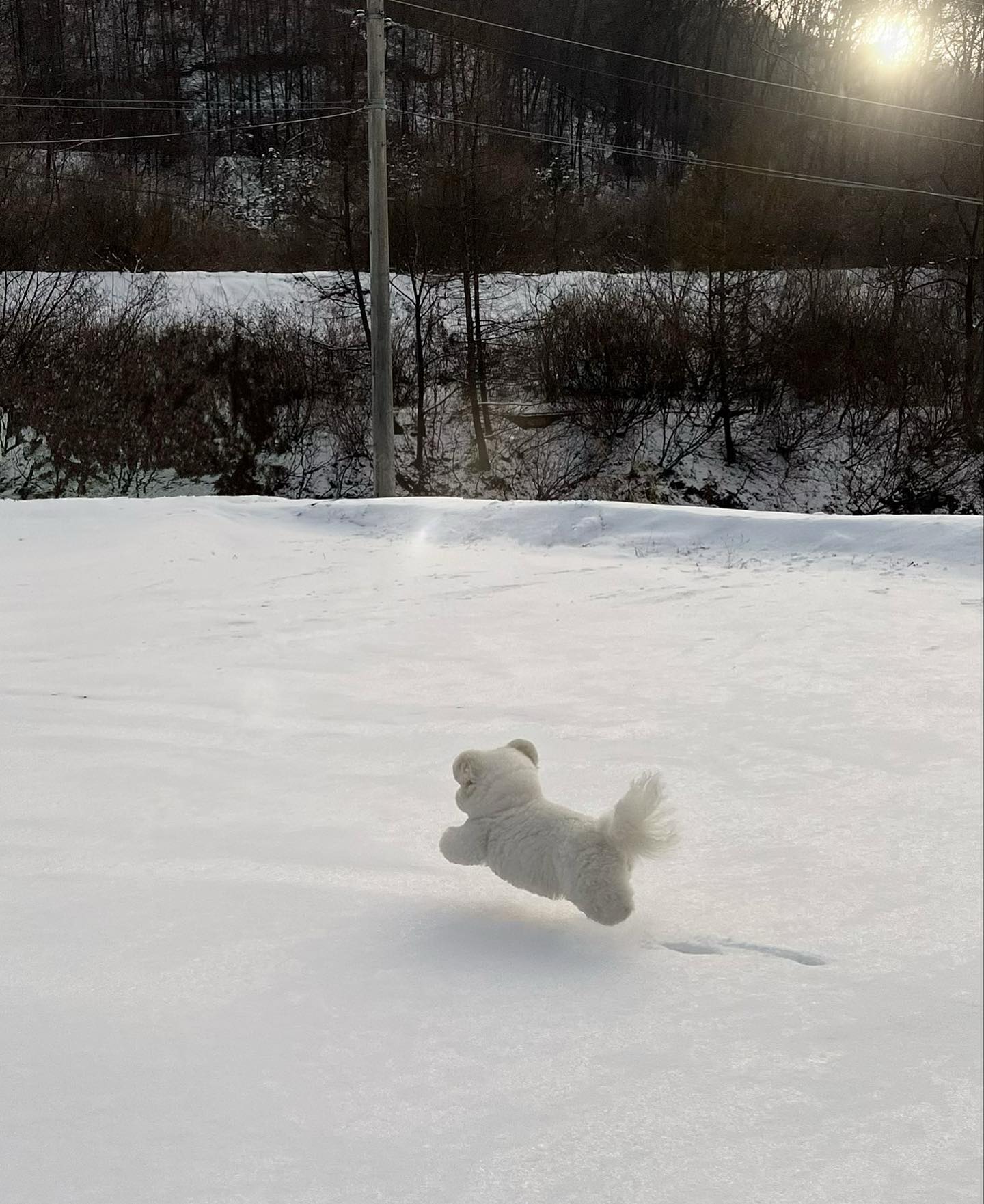 韓國圓潤的棉花糖狗狗，可愛如天使，但另一面也很讓人抓狂啊