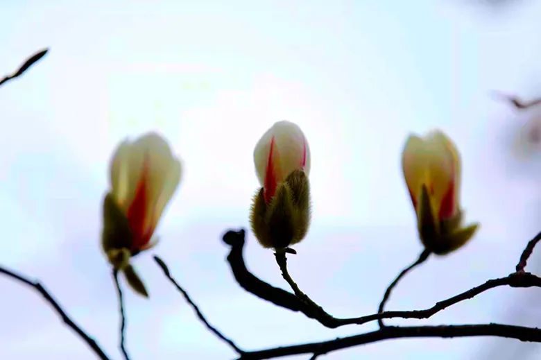 玉兰花开春色浓