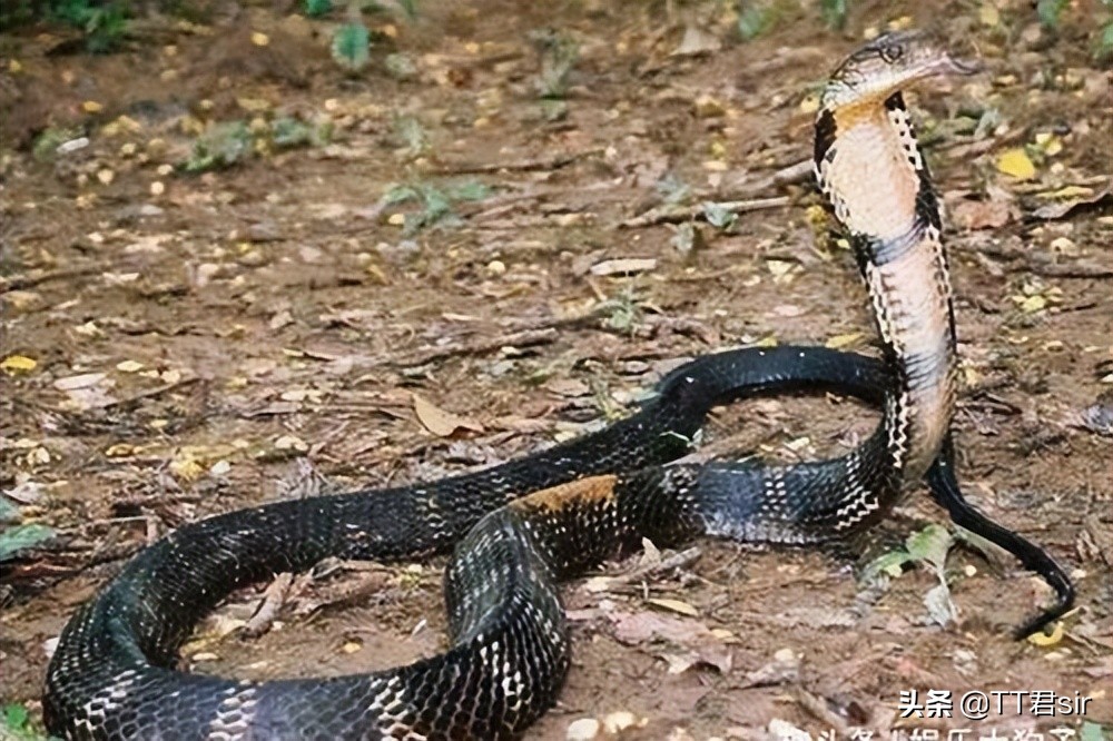 ����Ů�����ſڳ���һ���۾����ߣ�Ϊʲô�۾����߻ᵽ������У�