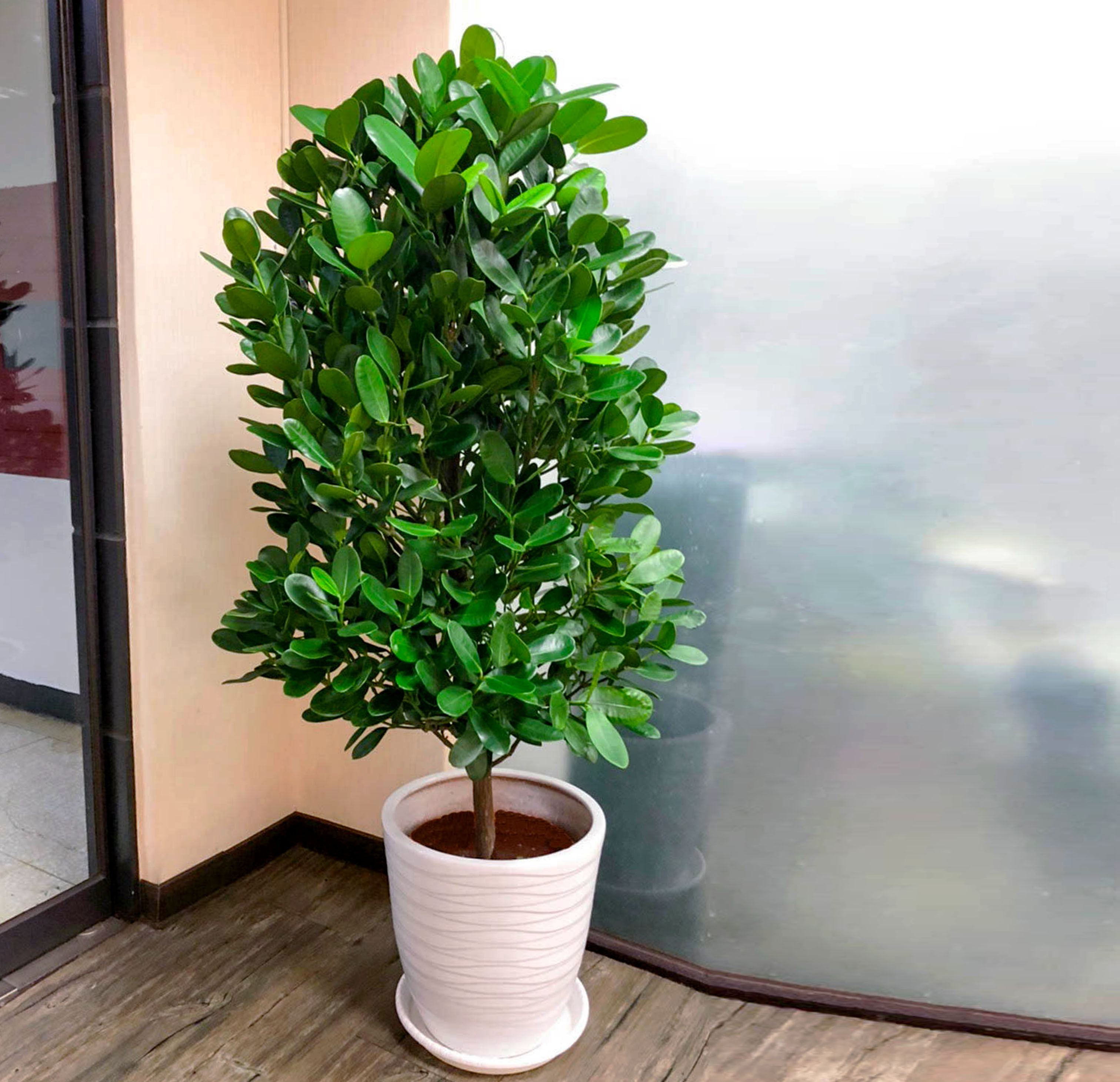 巴西木怎么样(巴西木养护过程需要注意什么)