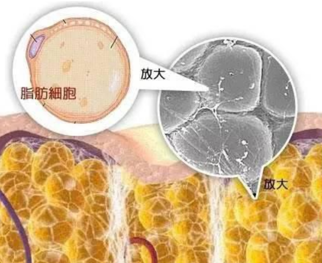 牙齿贵过金子，世界上“最豪横的动物”，据说一颗牙可抵一座城堡