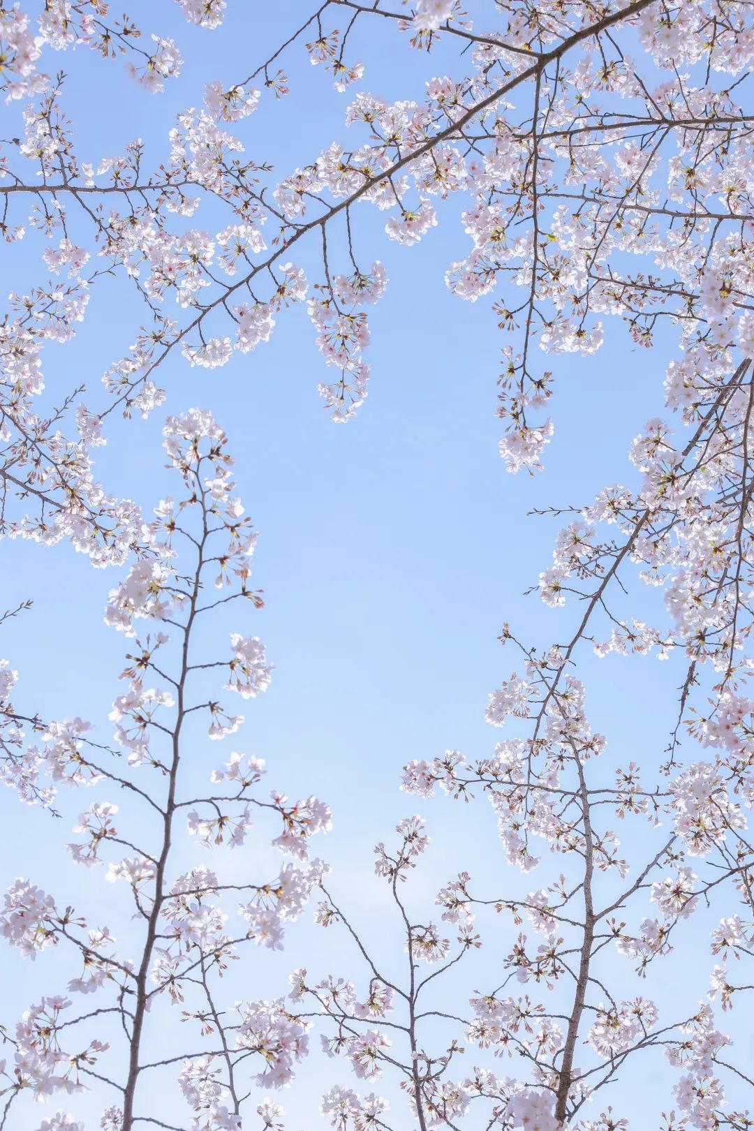 浙大樱雨，许你浪漫春光！每一张都可以做壁纸