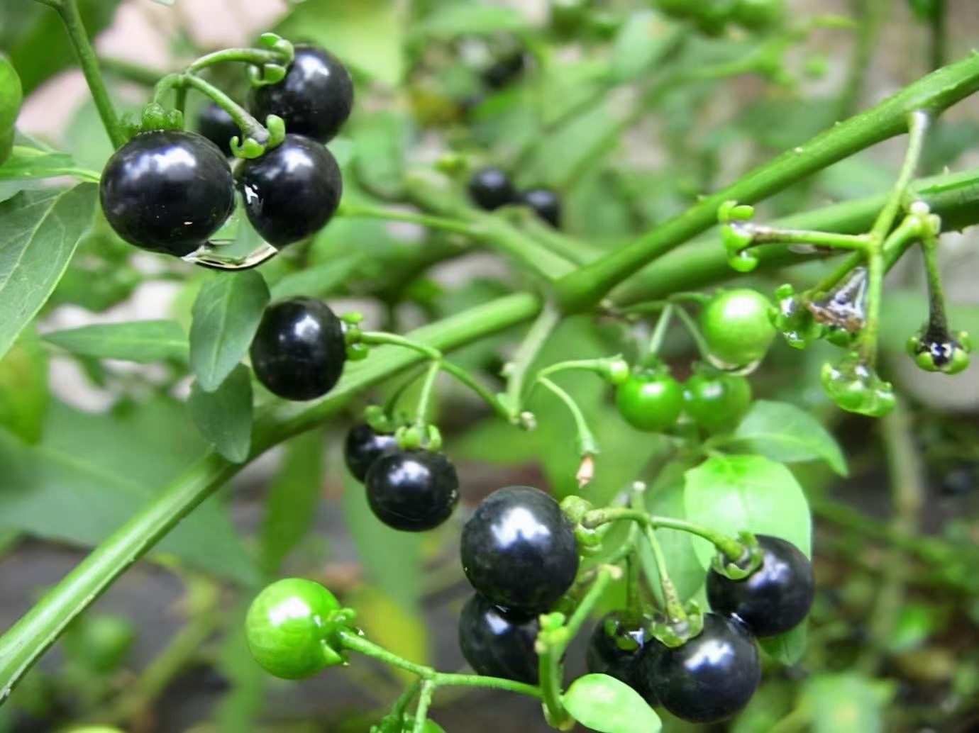 每日一味抗癌中药——龙葵,清热解毒,利水消肿功效显著