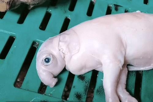 具有争议的十种变异物种，在印度被人膜拜，真的存在“猪生象”吗