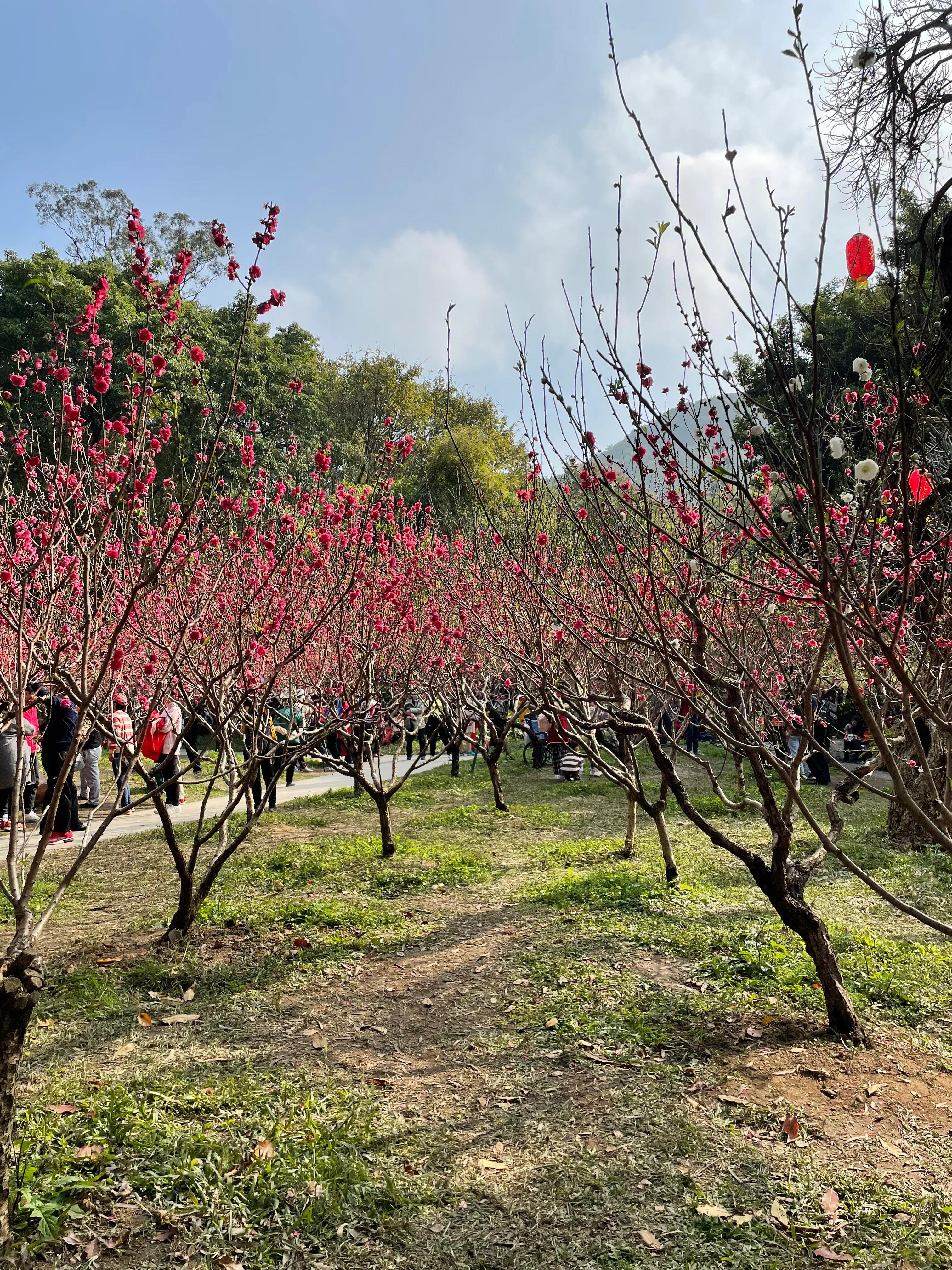 广州白云山攻略路线图2022年广州白云山赏花攻略