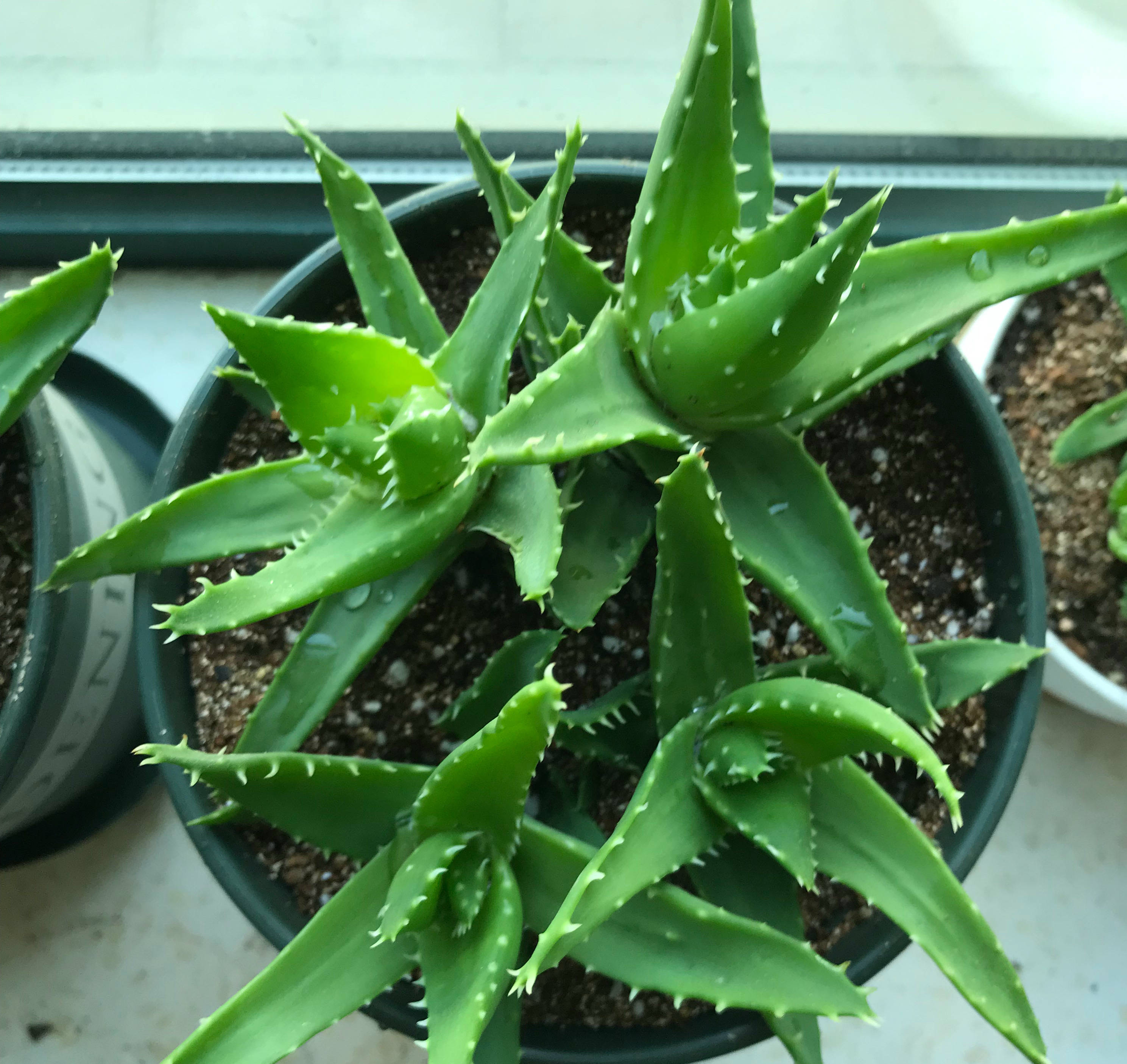 芦荟怎么养才能又大又肥(盆栽芦荟怎么养才能更旺盛)