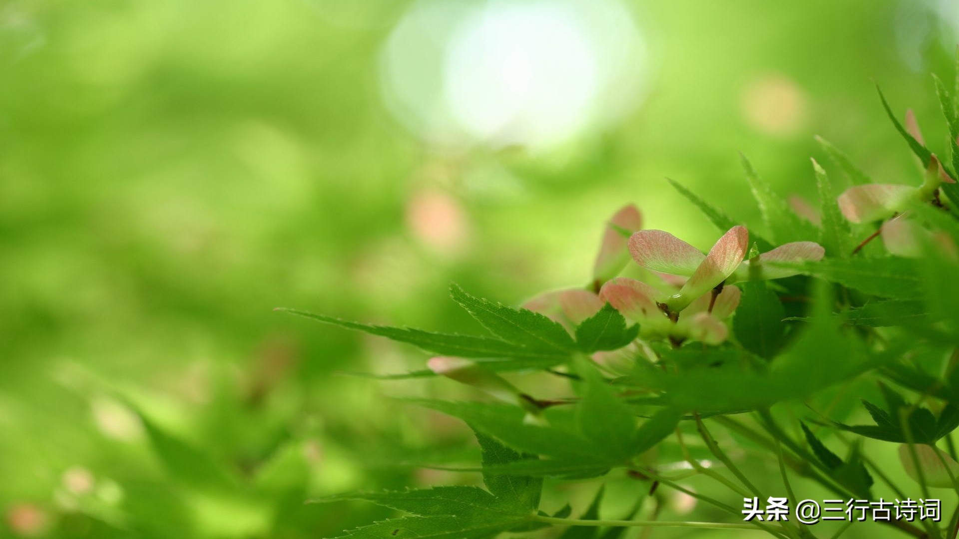 一朝春尽花无影，空对花枝徒伤心