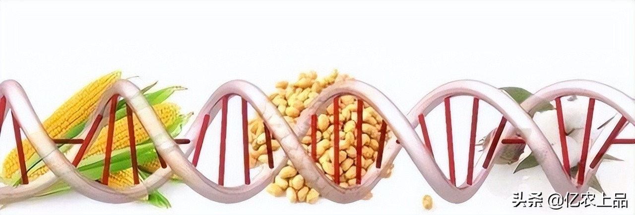 关于“转基因”您了解多少？