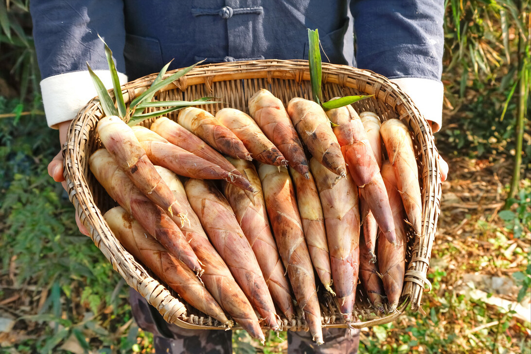 吃春笋的时候到啦,冬天吃冬笋,春天吃春笋,相信绝大多数人都能感觉到