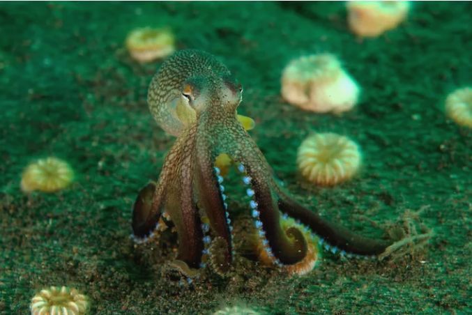 水母和海蜇的区别（11种无脊椎动物的图片和介绍）