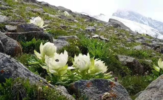 冰山雪蓮圖片(花朵美圖) - 赤虎壹號