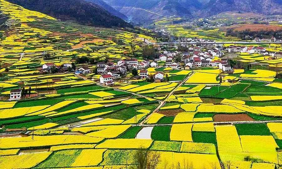 醉美拍點推薦 | 壯美！陜西南鄭油菜花海登陸央視新聞“春天里的中國”