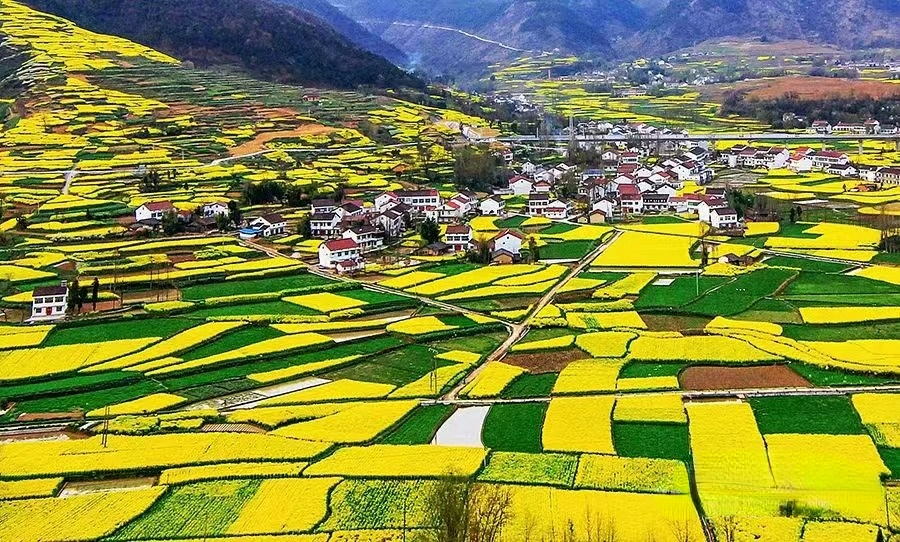 醉美拍點推薦 | 壯美！陜西南鄭油菜花海登陸央視新聞“春天里的中國”