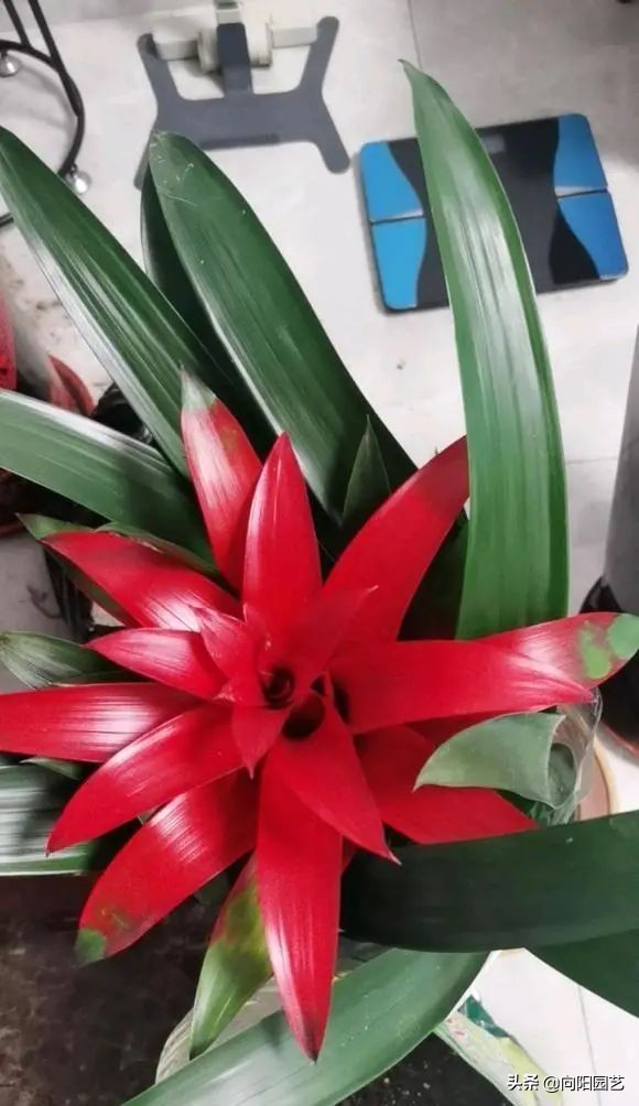 这8种花“招财”，养在家里，寓意“吸财进宝”，你家养的吗？