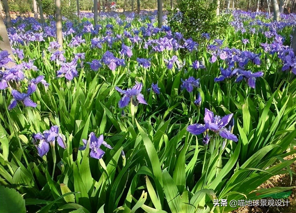 阔叶麦冬图片（20种适合山东地区种植的草坪）