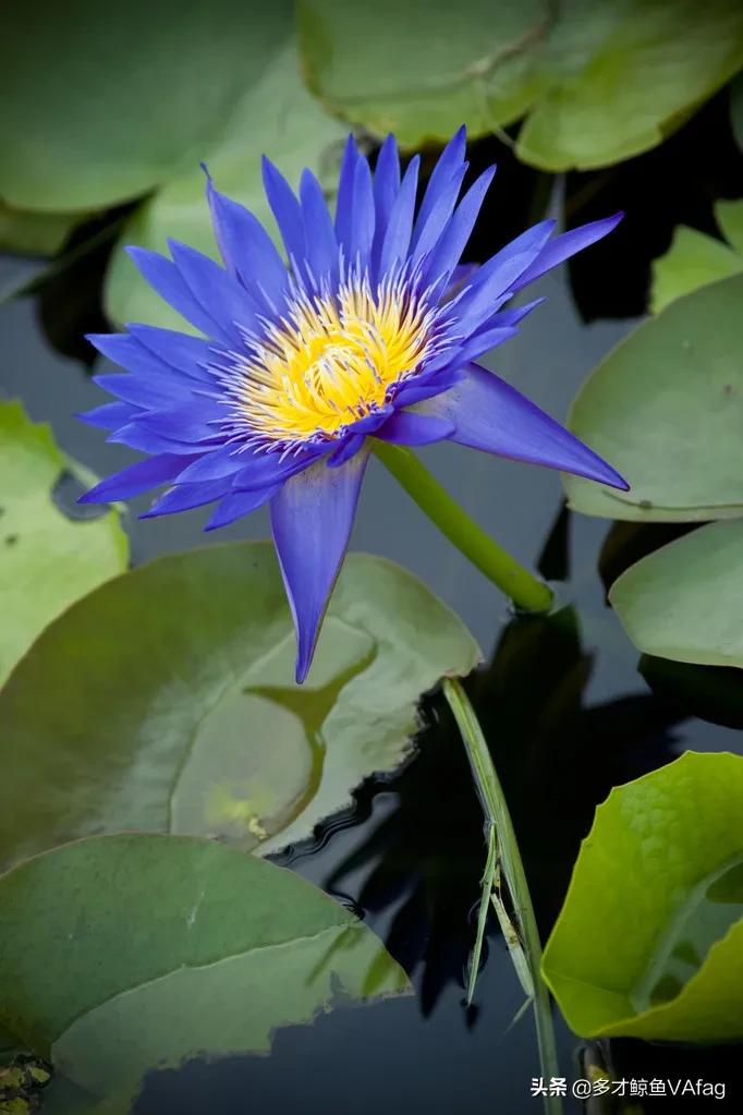 蓝荷花图片(古代有这样一种说法蓝色莲花则代表智慧)